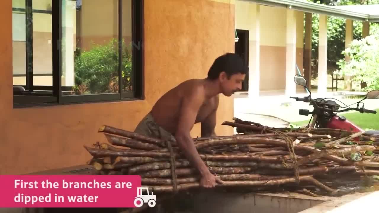 Cinnamon Making Process | Modern Ceylon Cinnamon Harvesting | How Ceylon Cinnamon Is Made