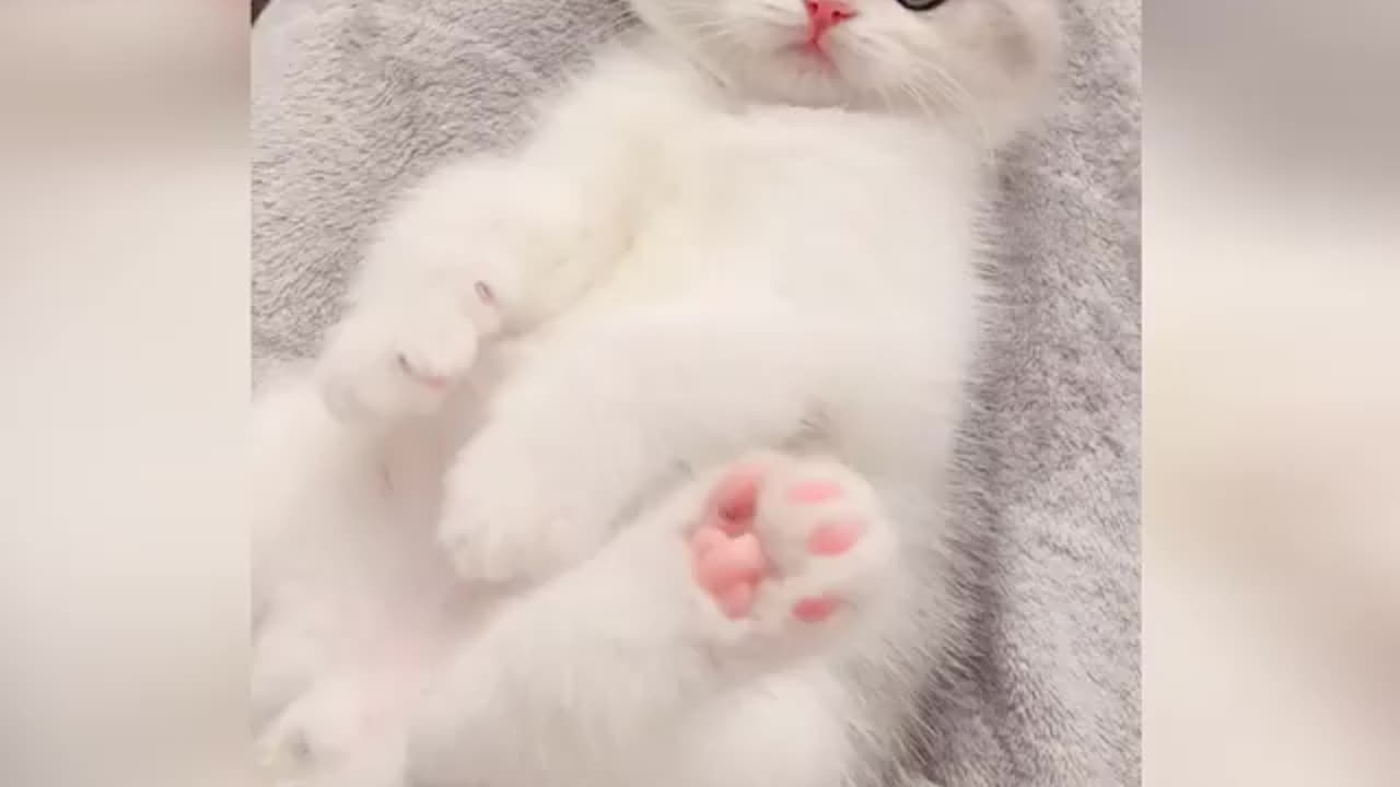 The best funny Cute cat moments and videos.