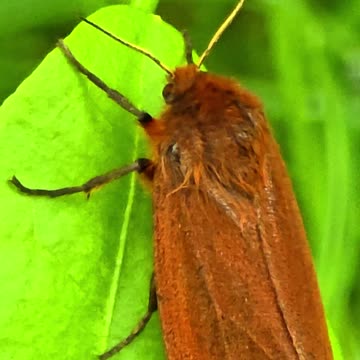 A cinnamon bear butterfly / beautiful insect on a leaf.
