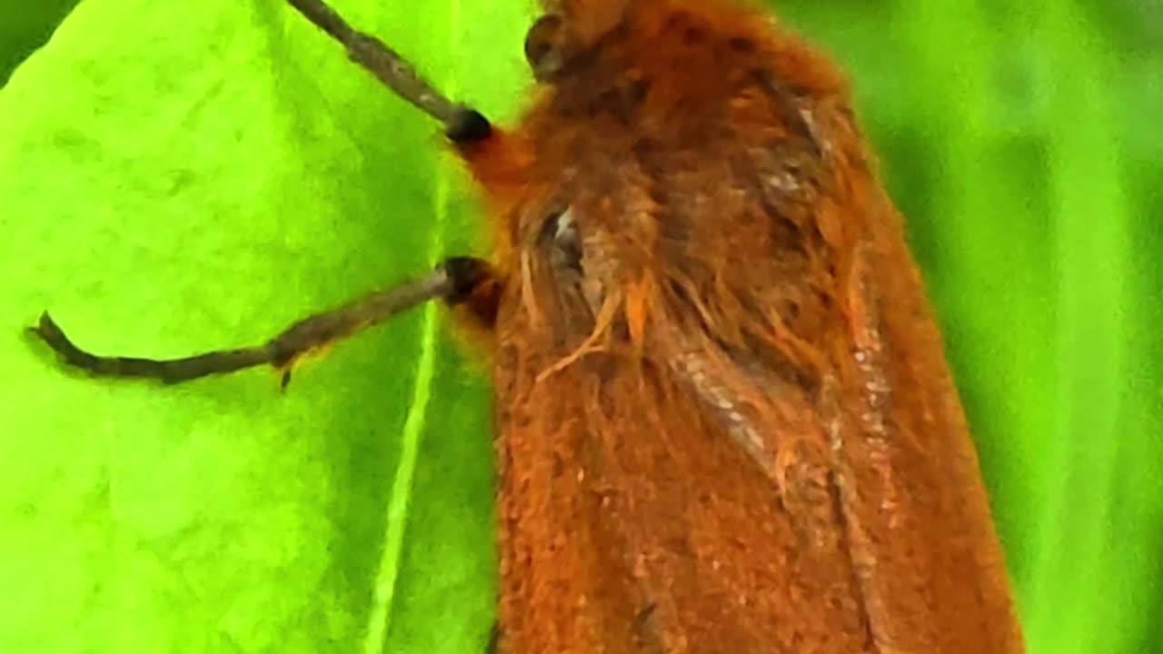 A cinnamon bear butterfly / beautiful insect on a leaf.