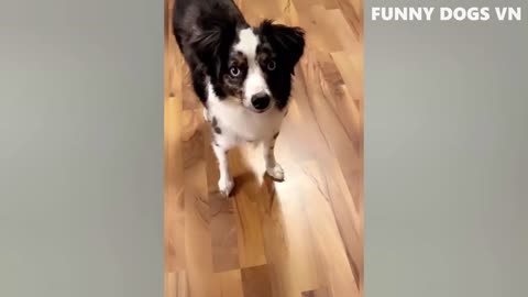 Funniest Animals Video - Funny Dogs And Cats