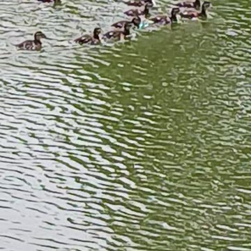 Mother and ducklings