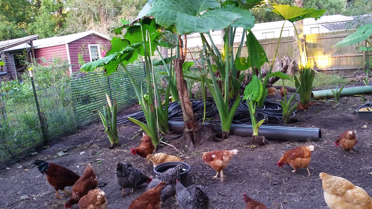 Chickens Out On a Beautiful Day!