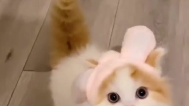 OMG So Cute ♡ Best Funny Cats and Dogs Compilation