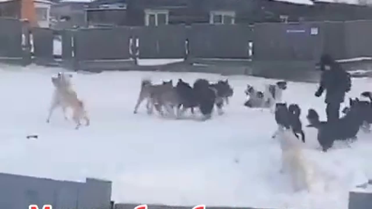 Dogs. Russia one Yakut guy against a pack of dogs!!!