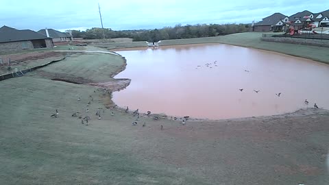 Overcast today at the pond