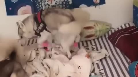 Funniest Cats and Dogs 🐶🐱 _ Funny Animal Videos #30