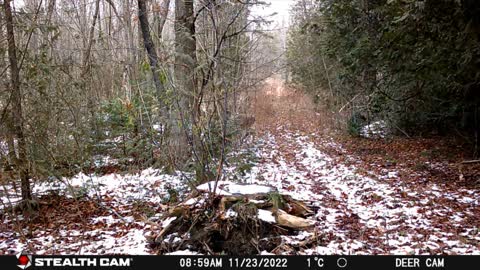 Trail Camera - 2022