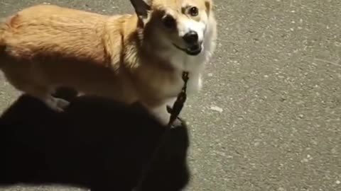 Funny animal video