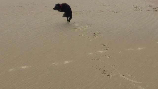 Beach Zoomies