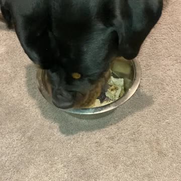 Check out the eyes on my Rott! WOW!