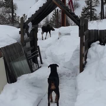 Moose in The Mountains