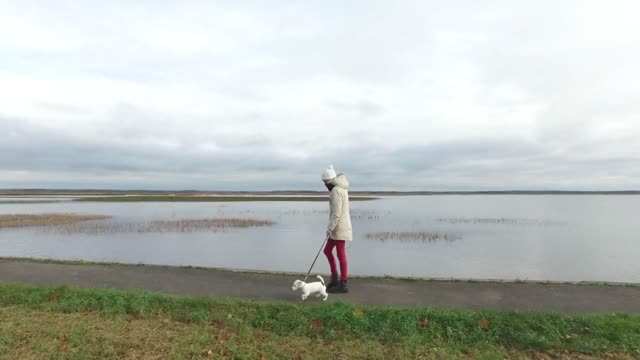 girl walks with a puppy jack russeil