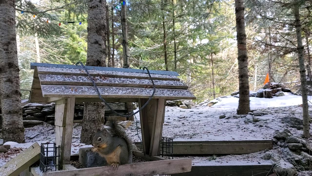 Crittercam april 3 pt2