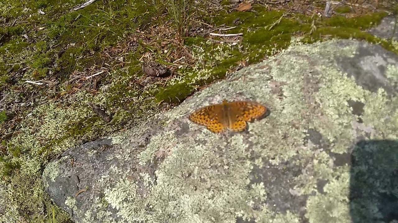 Fritillary Butterfly