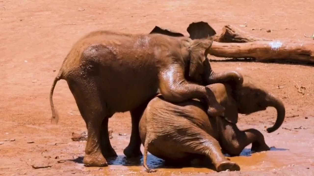 Funny animal videos #elephant funny video #funny elephant videos