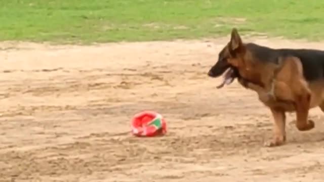 German shepherd training time