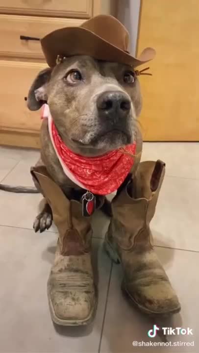 funniest Animals Cute! Cute baby animals Videos Compilation Funniest and Cutest moment