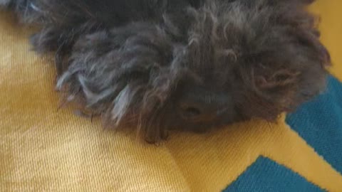 puppy