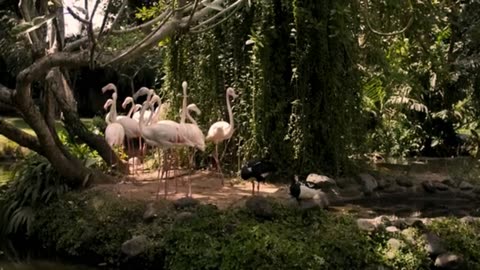 Group of flamingos on the shore of a lake