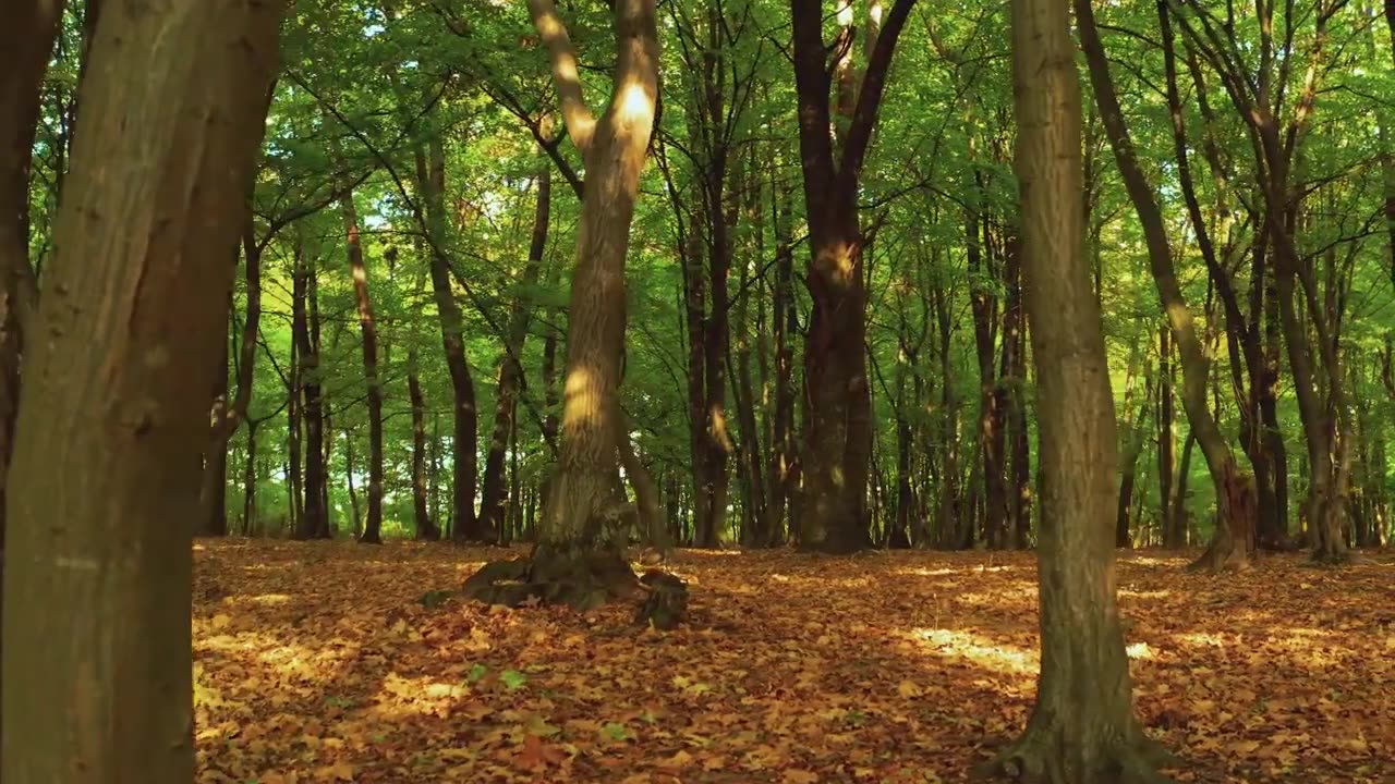 WOODS/ FOREST- BEAUTIFUL NATURE SOUND- RELAXATION, STRESS, ANXIETY, MEDITATION, HIGHER SELS