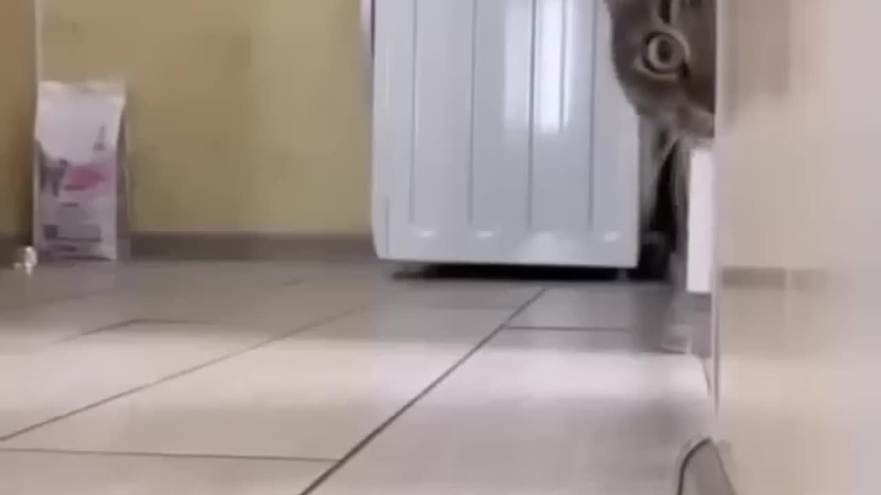 Cat trending 🔥🔥 video