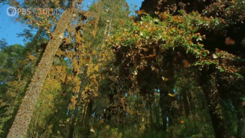 Watch a Breathtaking Monarch Butterfly Swarm