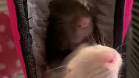 Pet Rats - Expectation vs Reality