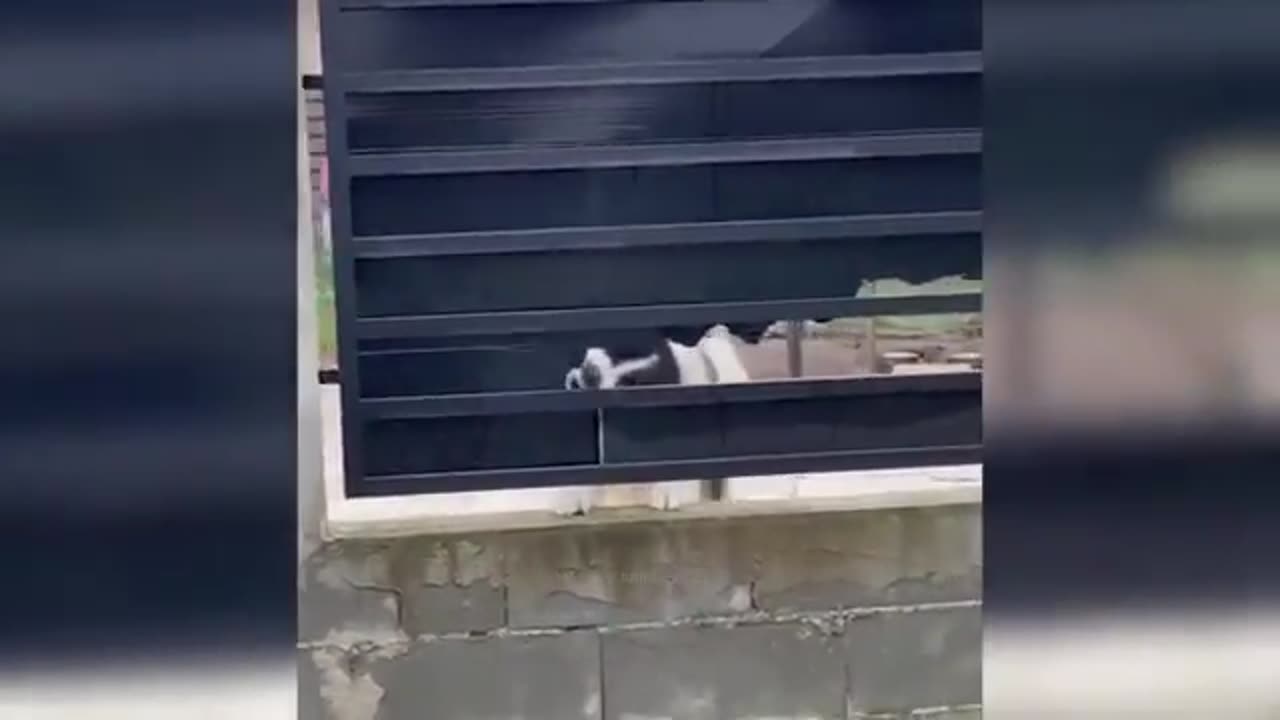 Funny Gats And Dygs Videys πΆπ±4 Funniest Animals - Videys yf Funny Animals Z2Z Part 29