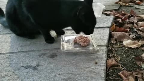 20231027 182313 Tux Eating