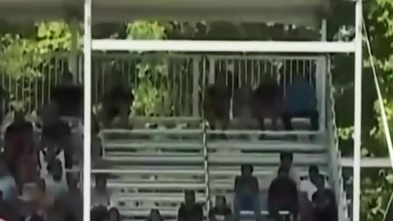 #stunning catch# Green# amazing #flying in the air