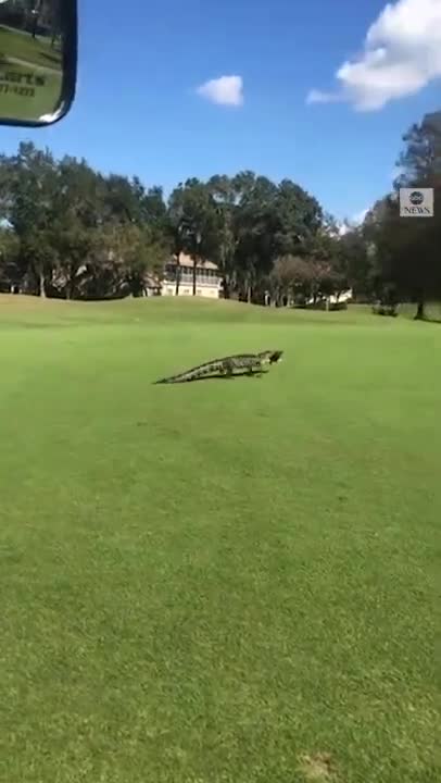 Alligator with fish in mouth interrupts golfers' game in Florida