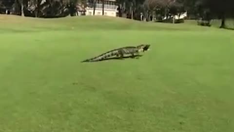Alligator with fish in mouth interrupts golfers' game in Florida