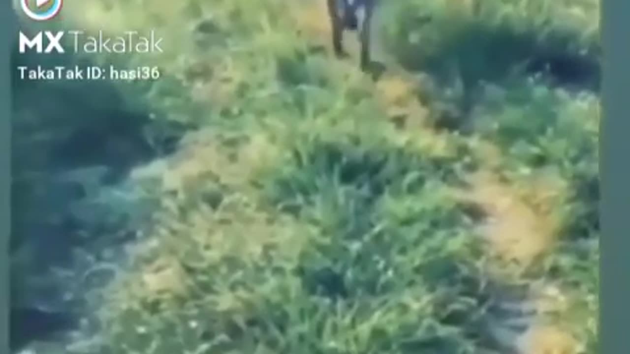 Funny animal