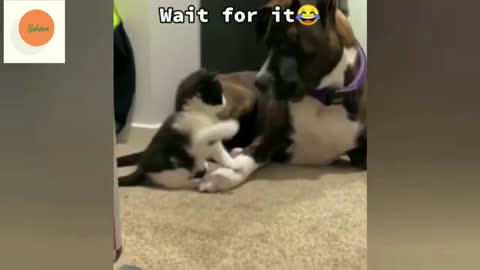 dog got the cat funny moment