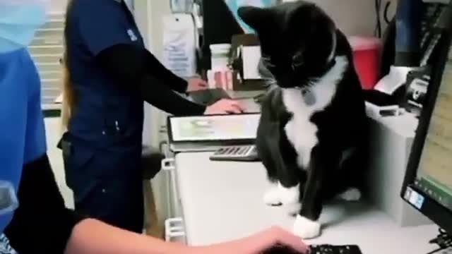 The cat prevents its owner from working
