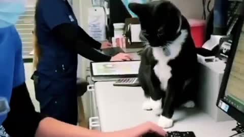 The cat prevents its owner from working