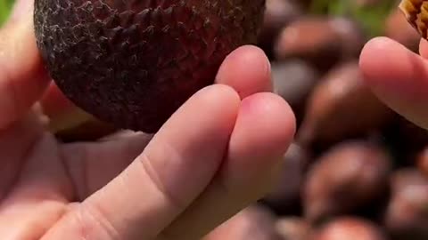 Have you tried snake fruit 🐍 aka salak