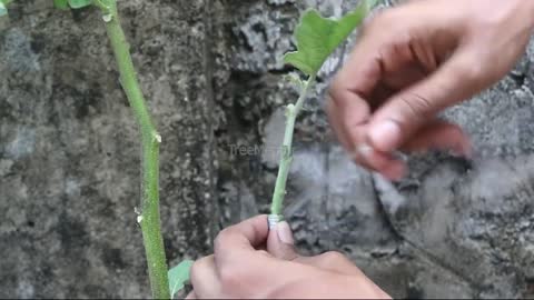 Eggplant Grafting Pea Eggplant
