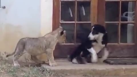 Best Funny Videos 2022 😂 - Funniest Dog to Lion funny