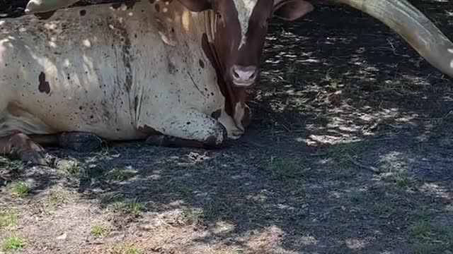 1200 pound Watusi bull and wow he didn’t even look real but I was really ready run