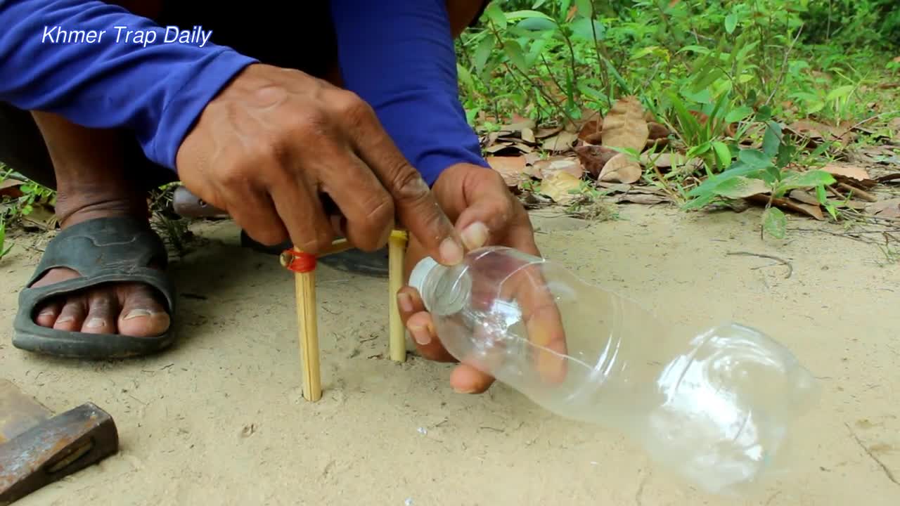 Install simple wild cat trap from plastic bottle