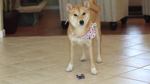 Dog attractive with Drone