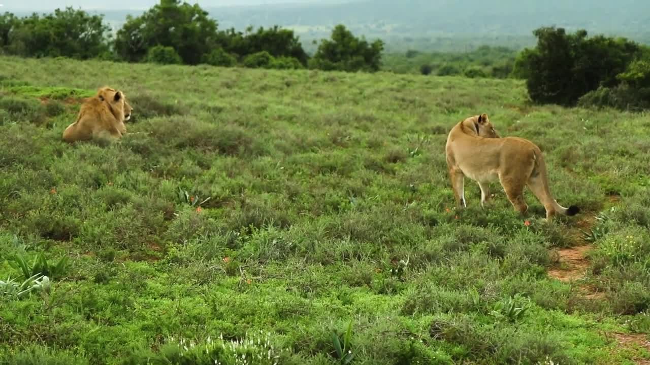 The best and closest lion videos caught on camera 2022