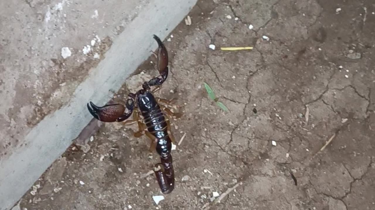 Dangerous Scorpio