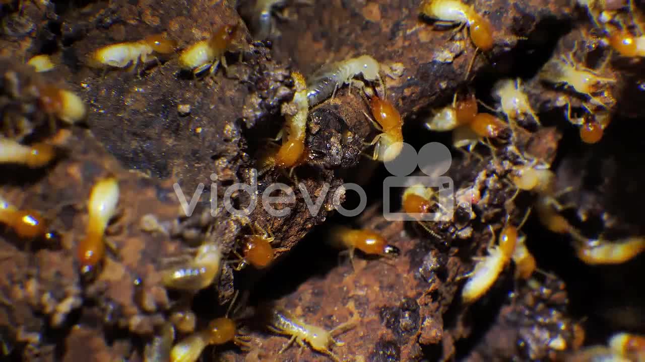 Extreme close up of a busy termite nest