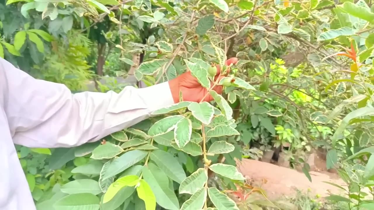 Word Top 80 Fruit Plants 🍊🍑🍎🍇🍋🍍🪴 | Different Fruit Nursery in Toba Tek singh