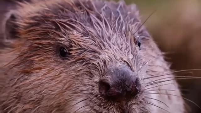 Hundreds of beavers