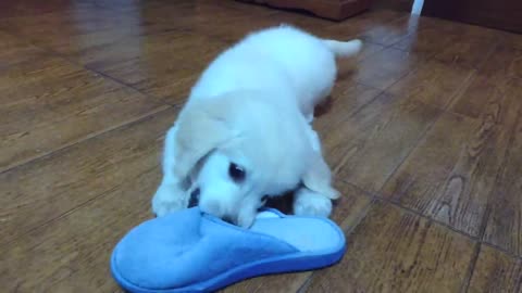 Golden Retriever Puppy 10 weeks old vs. Slippers