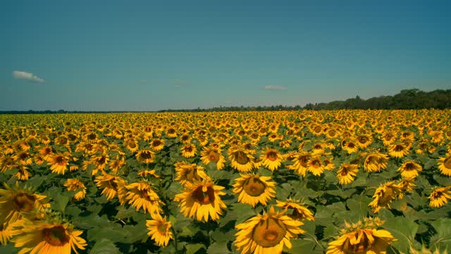 sunflower sea